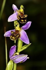 diese einhemische Orchidee eine Bienenragwurz