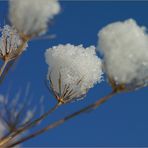 Diese "Eisblume"...