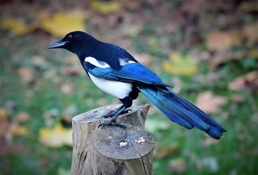 diese Elster beobachtet.. Foto & Bild | tiere, wildlife, wild lebende