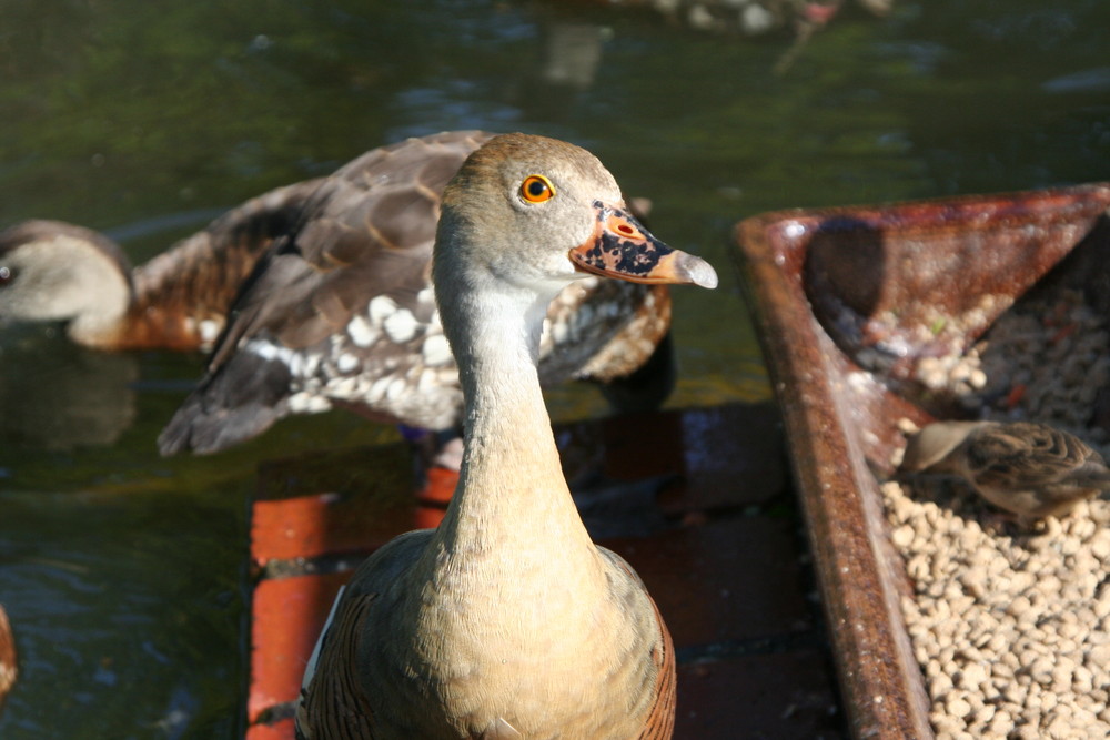 Diese Ente ist Fotogen