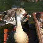 Diese Ente ist Fotogen