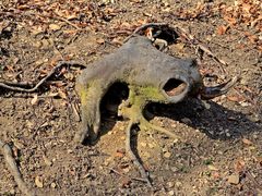 diese Erdkröte ist mir im Wald über den Weg gelaufen