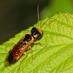 Diese etwa (10-)12 mm lange Blattwespe (Fam. Pamphilidae) . . .