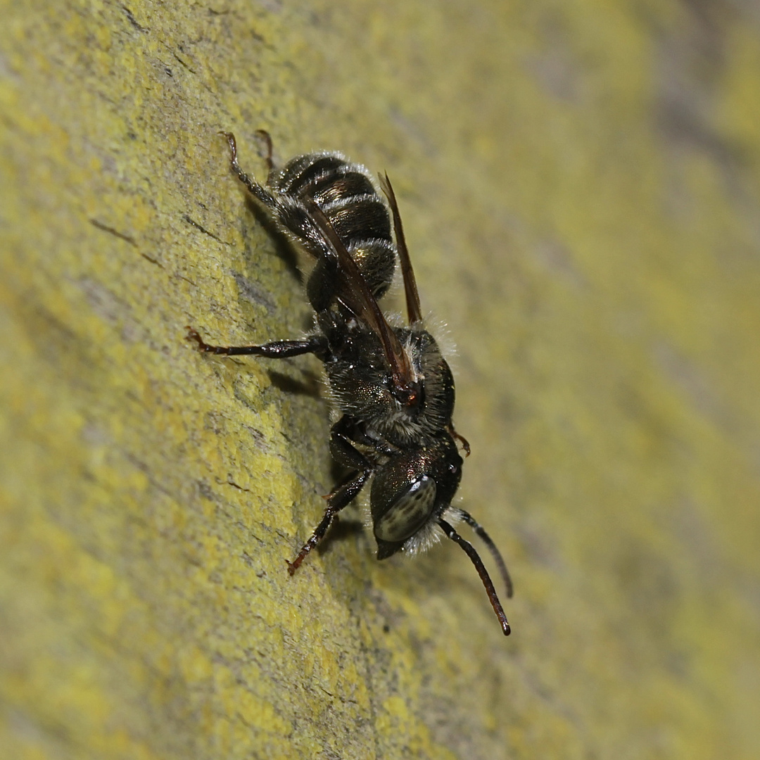 Diese etwa 10 mm lange Wildbiene kratzt sich nicht umsonst am Kopf - ...