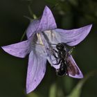 Diese etwa 8 mm lange Wildbiene (Heriades truncorum?) . . .