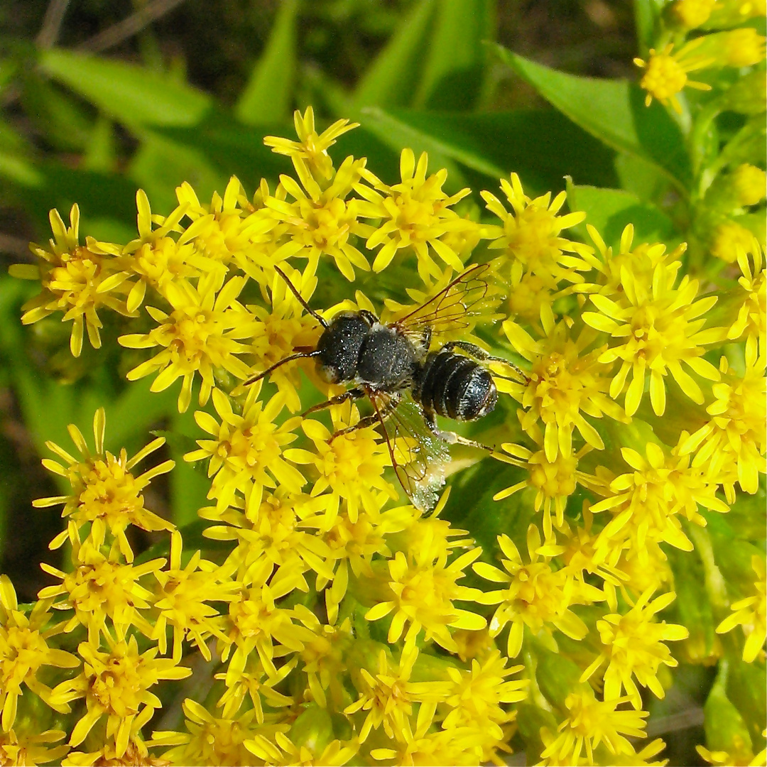 Diese etwa einen Zentimeter lange Wildbiene ist nur ein Beispiel der unendlich . . .