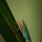 Diese Farbe dieser kleinen Binsen -Schmuck- Zikaden  faszinierte mich!!