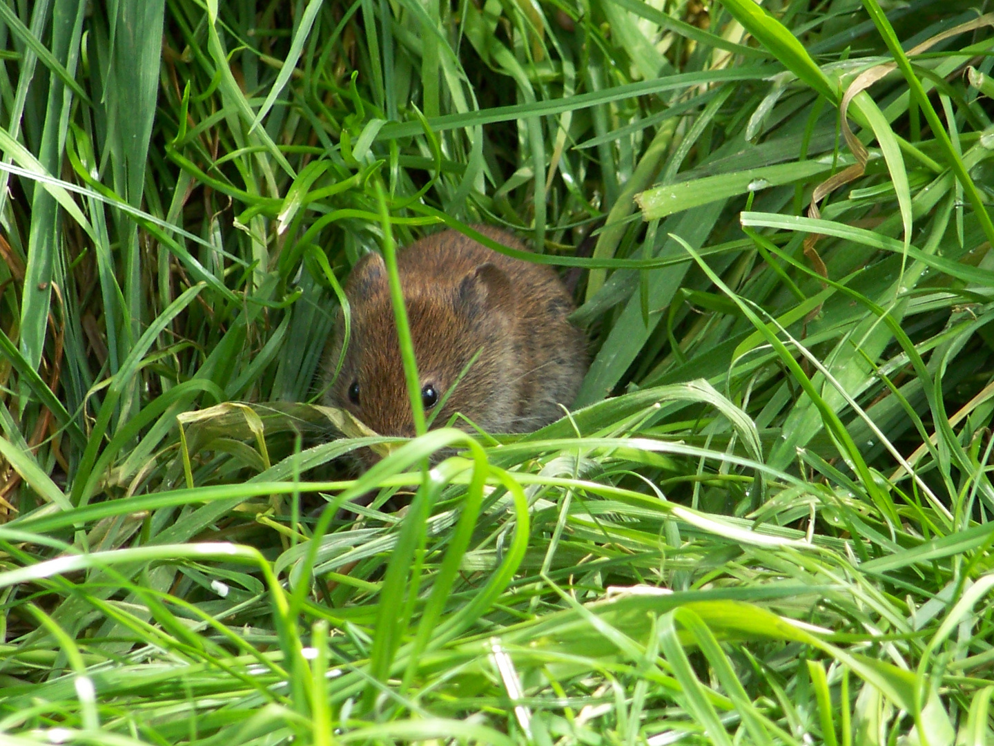 Diese Feldmaus