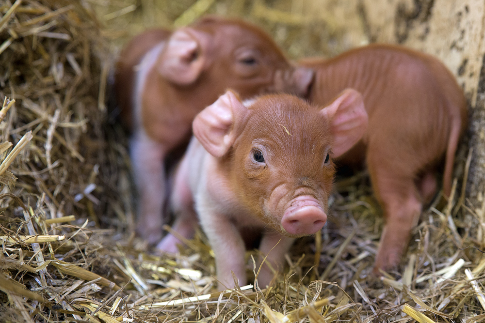 Diese Ferkel haben wirklich Schwein gehabt...