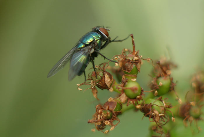 Diese Fliege...