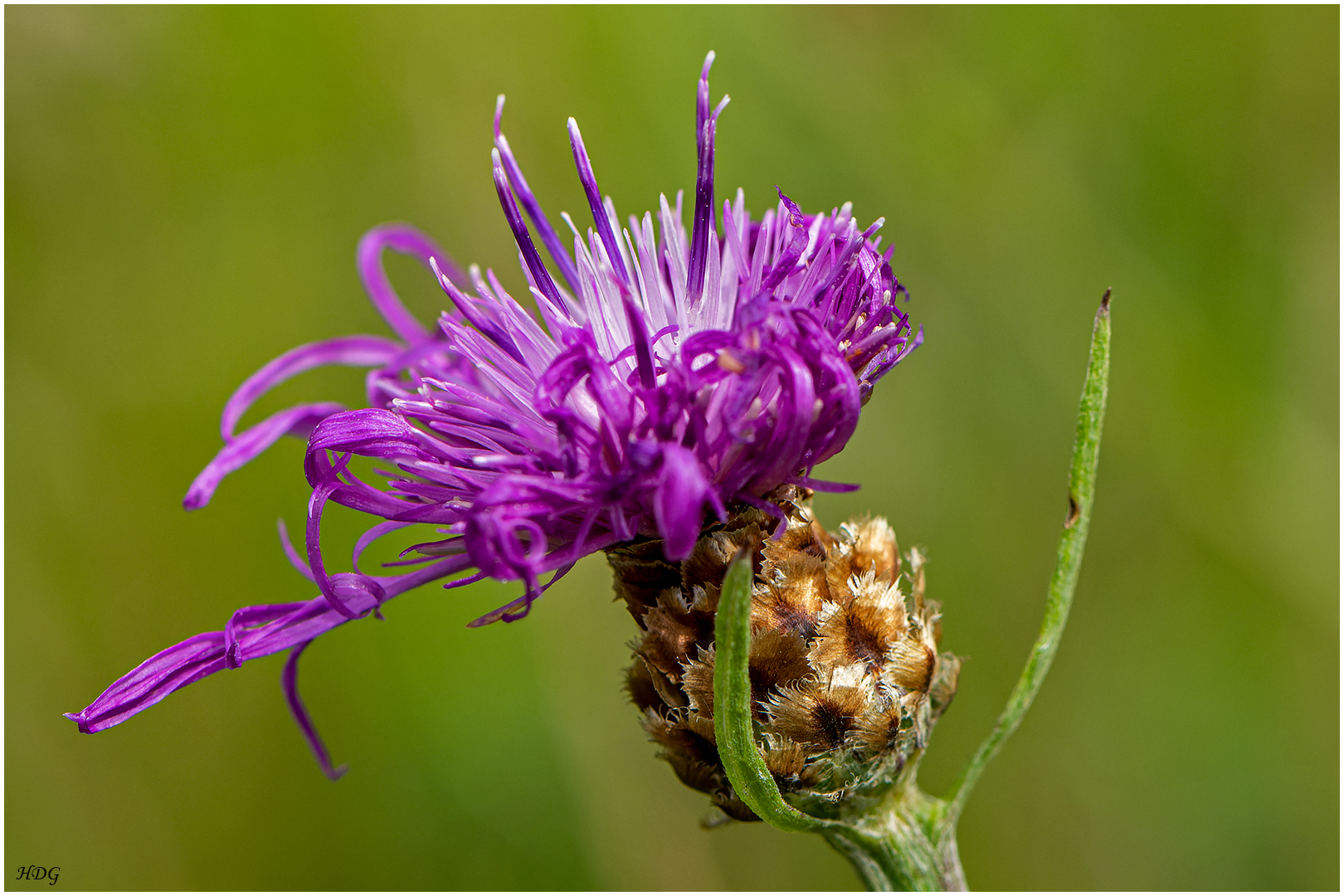 Diese Flockenblume bewegte ...