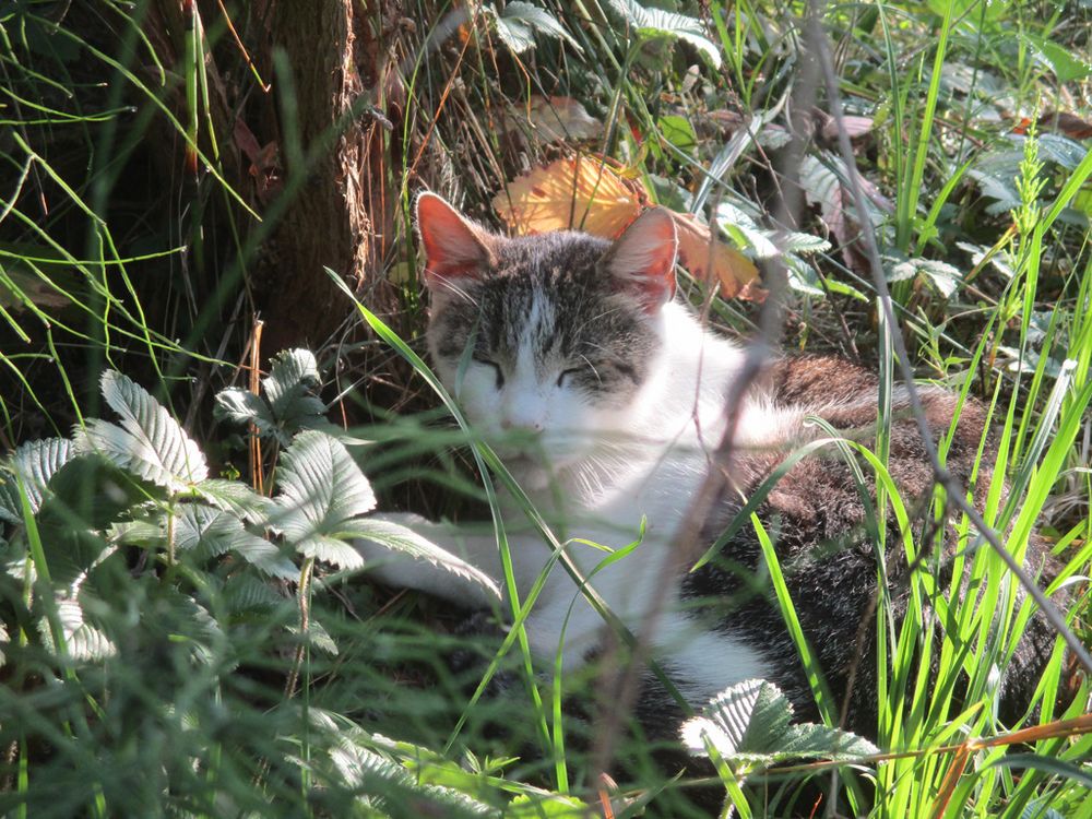 Diese fremde Katze schläft immer wieder unter meinem Schmetterlingsflieder Foto & Bild natur