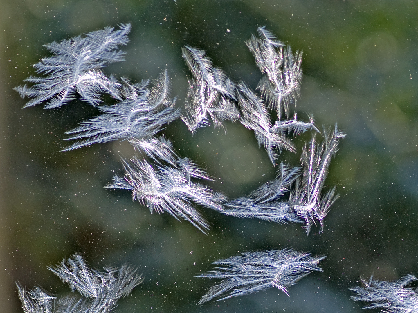 Diese Frostblumen sehen aus wie ein Vogelschwarm.