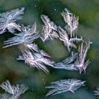 Diese Frostblumen sehen aus wie ein Vogelschwarm.