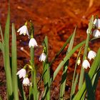 Diese Frühlings-Knotenblumen . . .