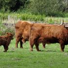 --- Diese Galloways ...............---