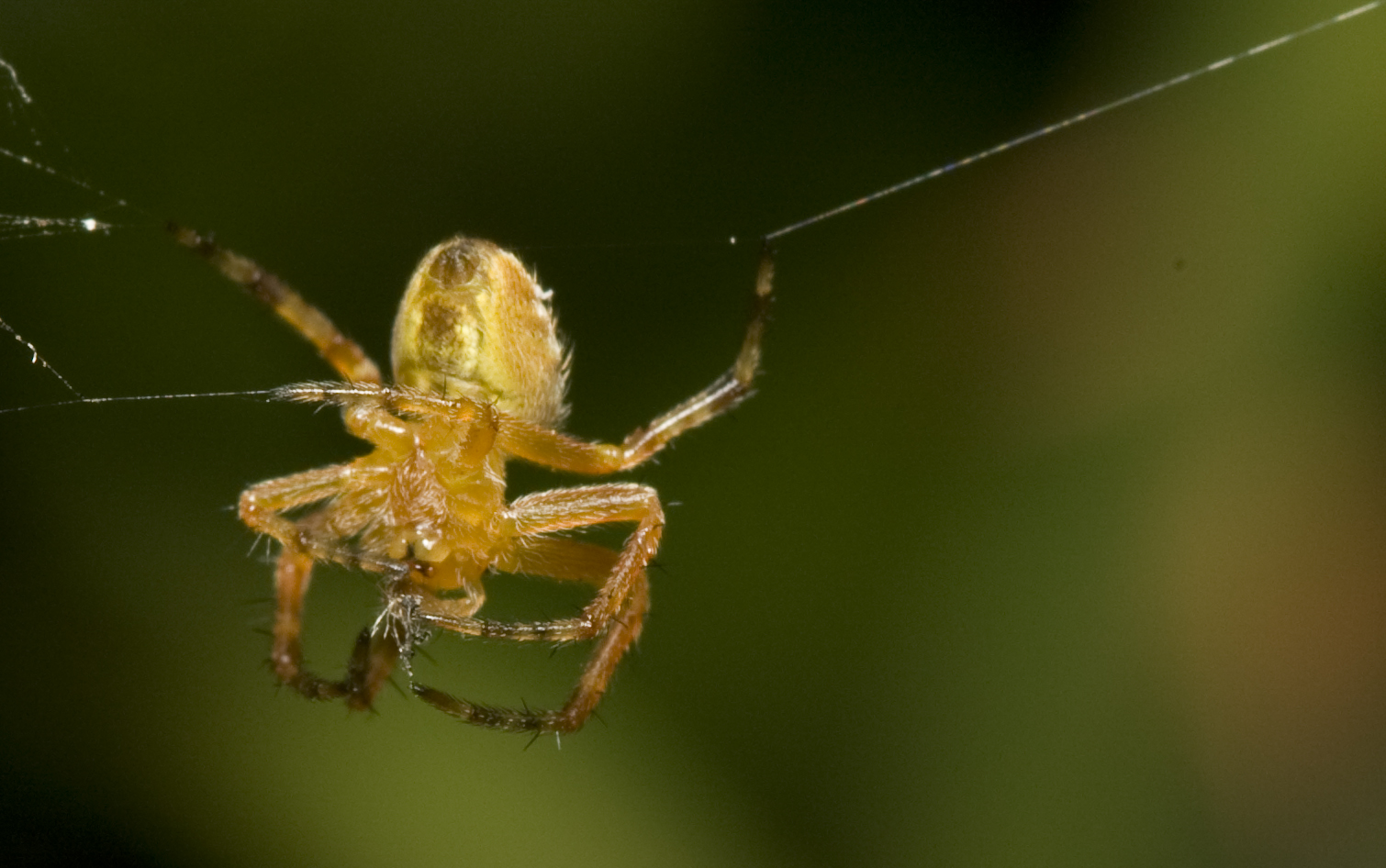 Diese Gartenkreutzspinne spinnt wohl...