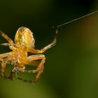 Diese Gartenkreutzspinne spinnt wohl...