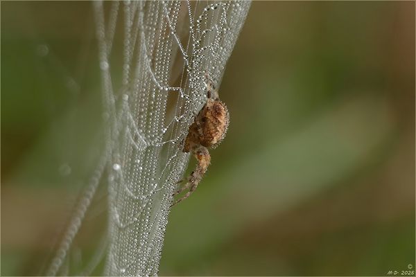 Diese geduldige Jägerin ...