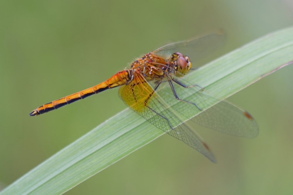 Diese Gefleckte Heidelibelle