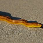 Diese Gelbe Erdnatter - Rat Snake (Elaphe absoleta)...