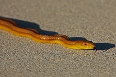 Diese Gelbe Erdnatter - Rat Snake (Elaphe absoleta)...