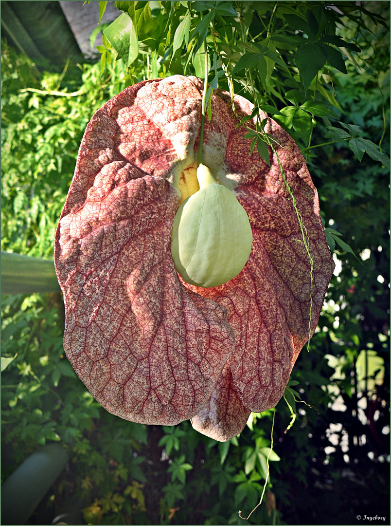 diese gigantische Blüte