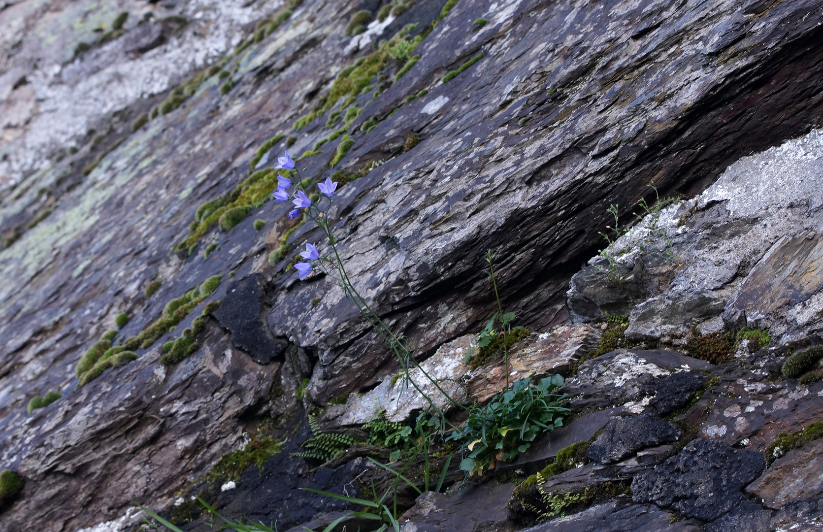 Diese Glockenblume...