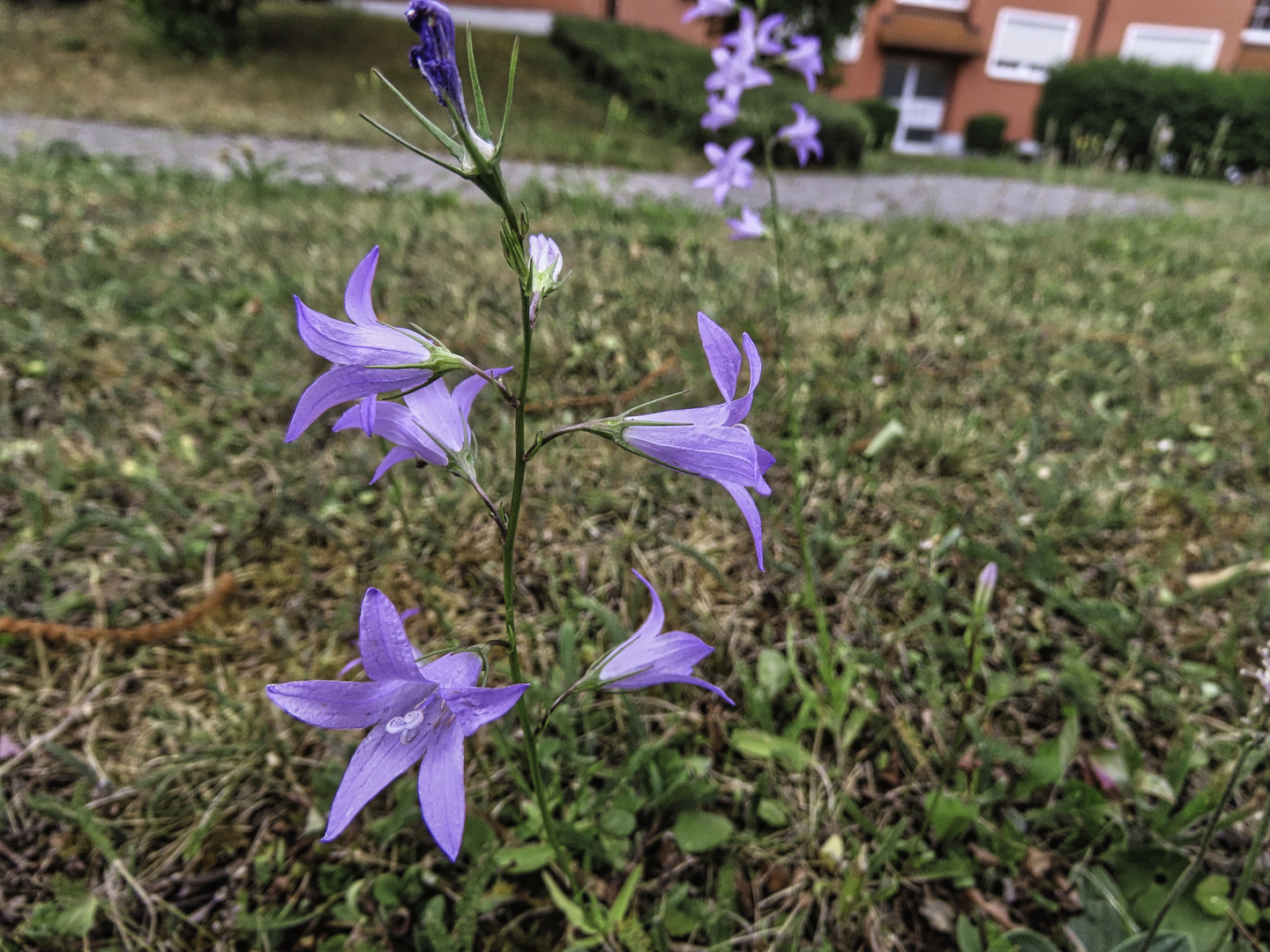 Diese Glockenblumen 