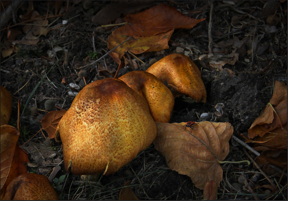 Diese goldenen Oktoberpilze ...