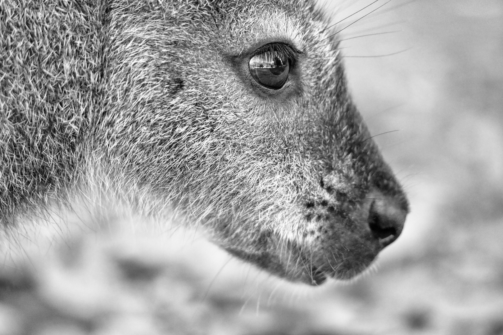 Diese großen Augen sind einfach umwerfend