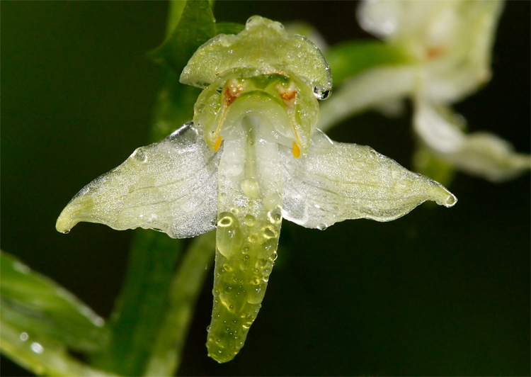 Diese Grünliche Waldhyazinthen Blüte..