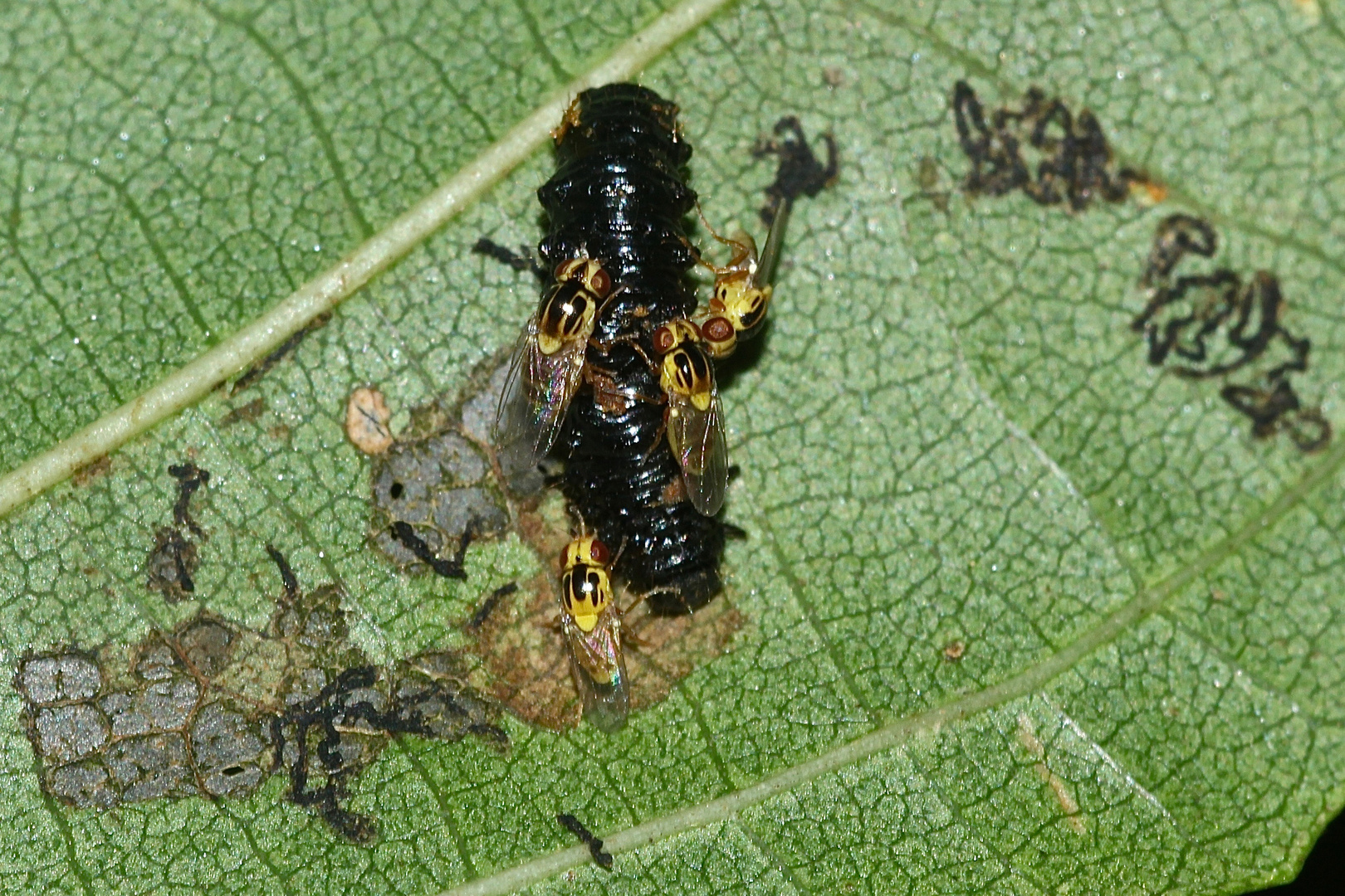 Diese HALMFLIEGEN (Fam. Chloropidae), die man öfter allein im Gras sieht, ...