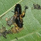 Diese HALMFLIEGEN (Fam. Chloropidae), die man öfter allein im Gras sieht, ...