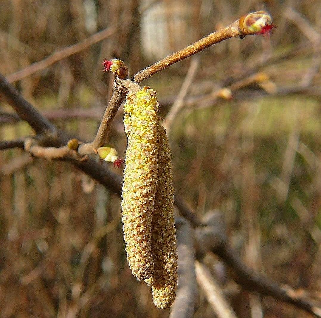 Diese Haselnussblüten