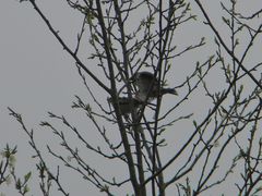 Diese Haussperlinge paarten sich heute bei klatschendem Regen mehr als zehn Mal in einigen Minuten;