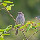 Diese Heckenbraunelle (Prunella modularis) zeigte sich . . .