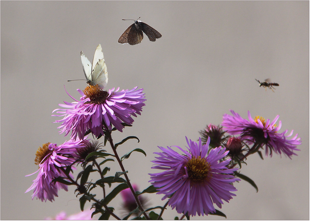 Diese Herbst-Aster ...