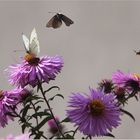 Diese Herbst-Aster ...