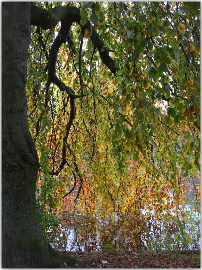 Diese Herbstbuche