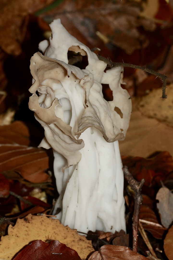 Diese Herbstlorchel (Helvella crispa) ...