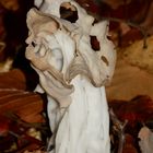 Diese Herbstlorchel (Helvella crispa) ...