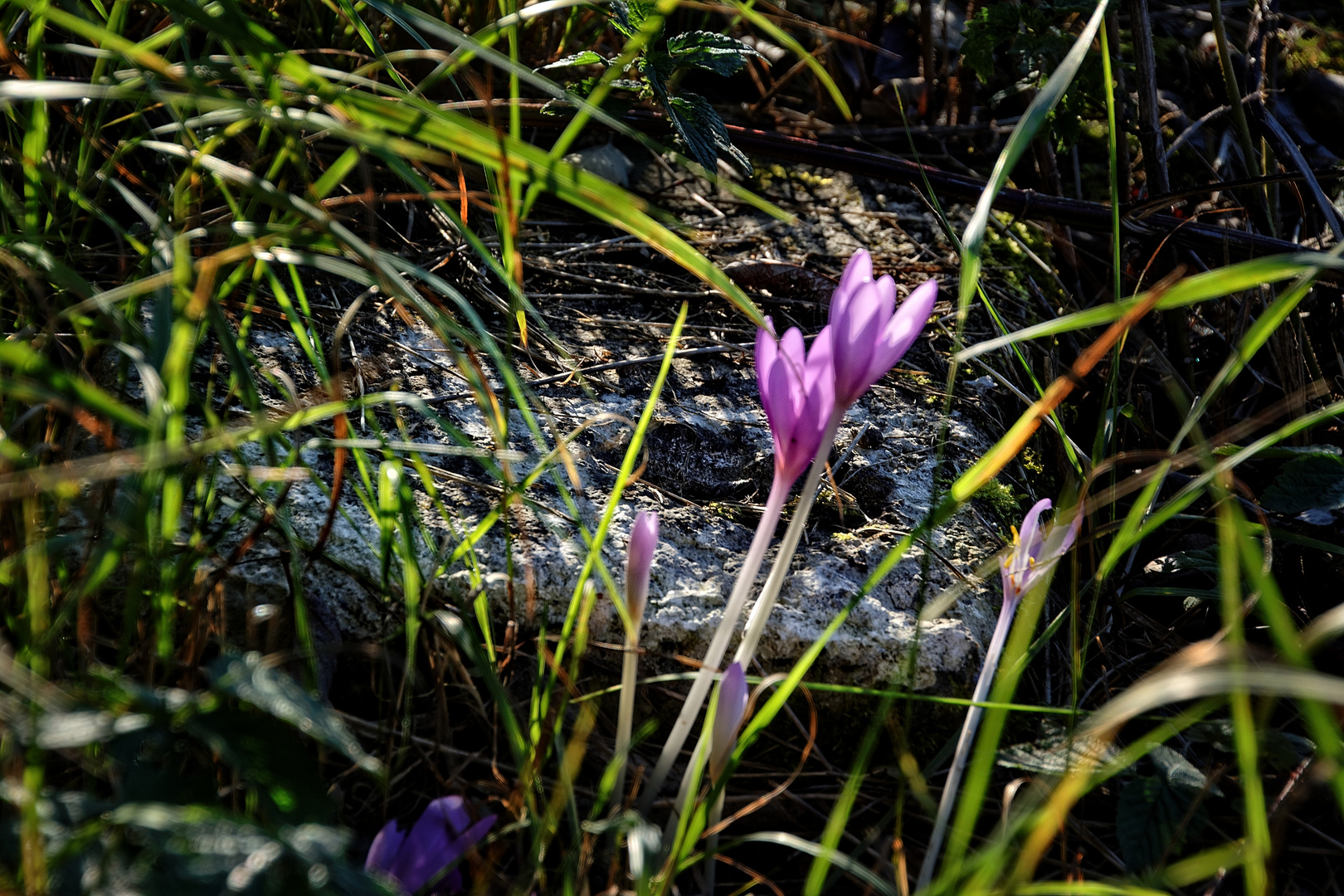 Diese Herbstzeitlosen im Sonnenlicht ...