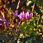 Diese Herbstzeitlosen im Sonnenlicht ... - Filter Bunter Glas