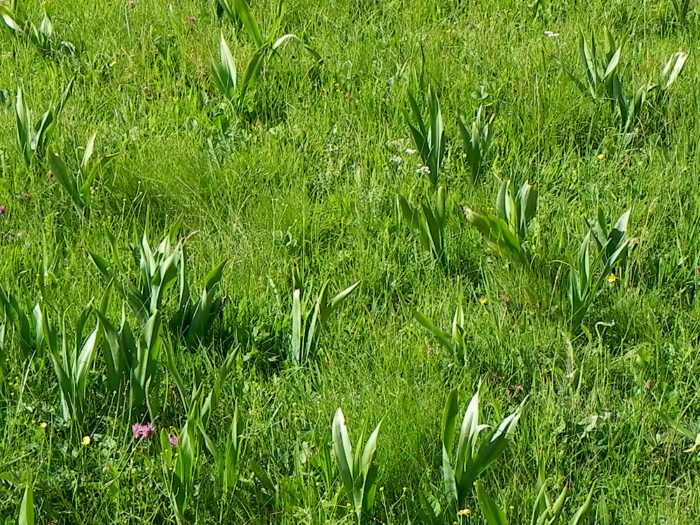 Diese Herbstzeitlosen wachsen im richtigen Jahresrhythmus