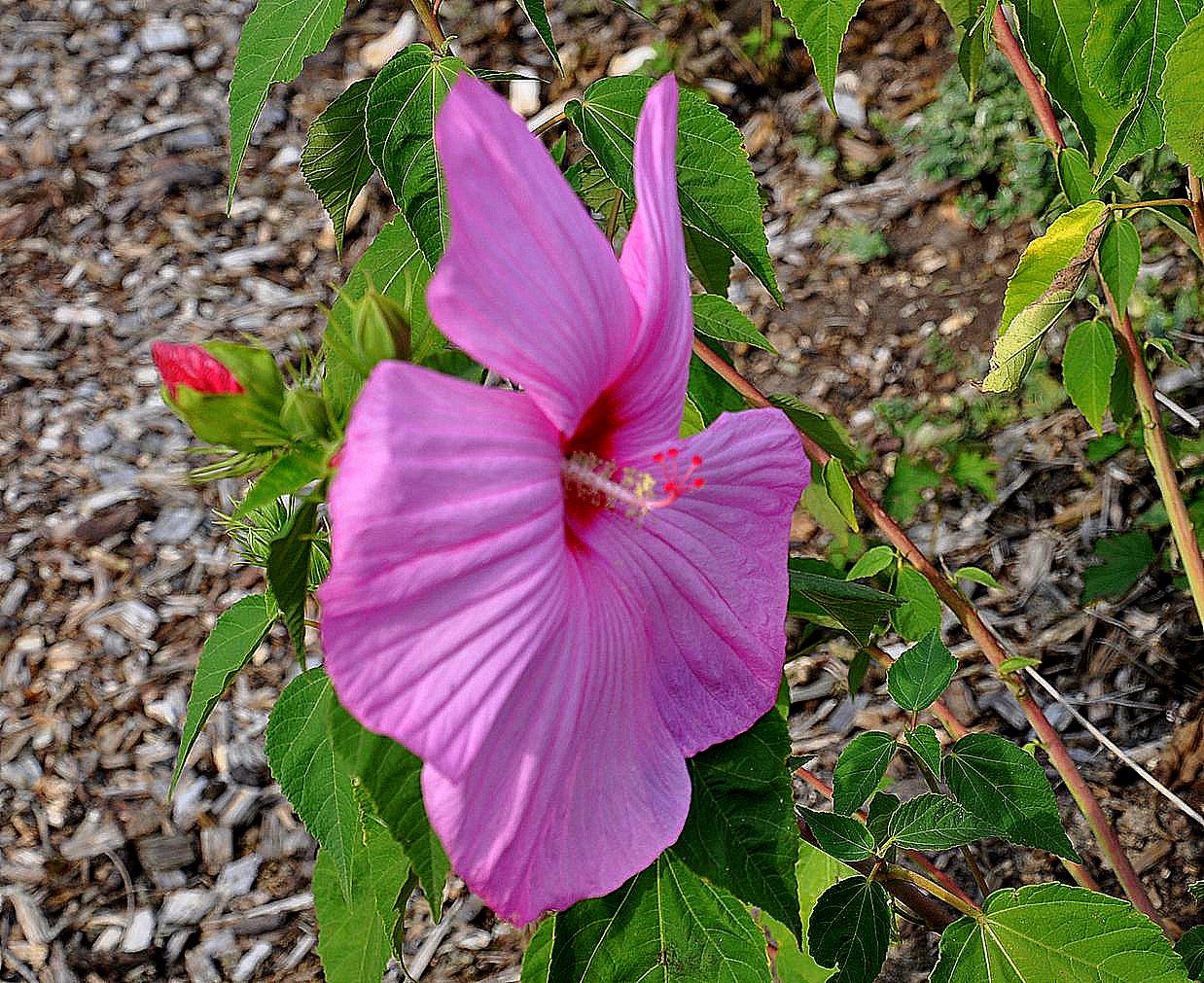 Diese Hibiskusblüte