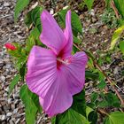 Diese Hibiskusblüte