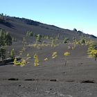 Diese Hochfläche zeigt den vulkanischen Ursprung von La Palma