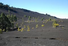 Diese Hochfläche zeigt den vulkanischen Ursprung von La Palma