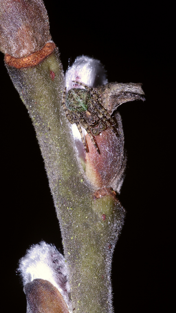 Diese Höcker-Radnetzspinne saß mindestens vier Tage lang an derselben Stelle auf dem Weidenkätzchen!